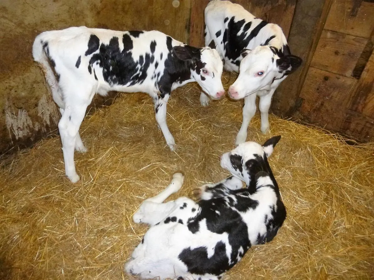 Chambres A La Ferme Keramis 0*, Plougar France
